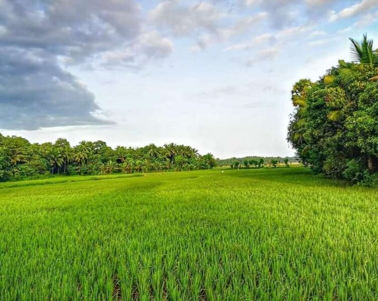 പ്രമാണം:20659 VILLAGE BEAUTY IN KARAKKAD.jpg