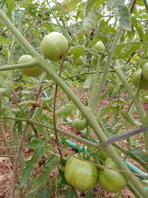 25042 veg garden 2.jpg