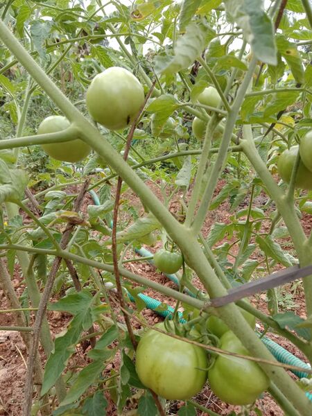 പ്രമാണം:25042 veg garden 2.jpg