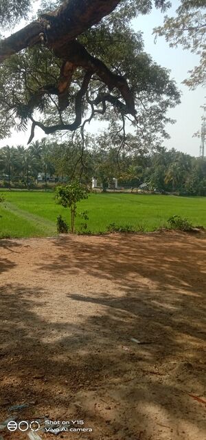 Chittur paddy field.jpeg