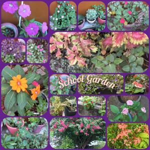 37268 school garden2.jpeg