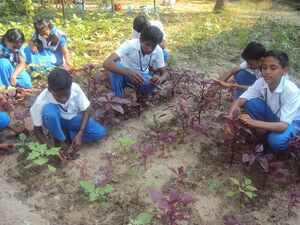 Jaivakrishi 14 35052 (8).JPG