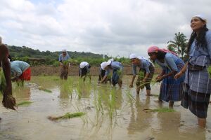 38102- കൃഷി.JPG