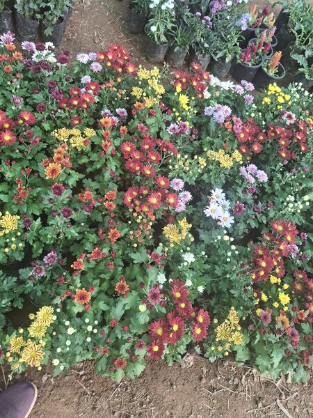 പ്രമാണം:32130700301 painting.jpg