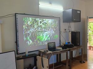 43431mangrove day.jpeg