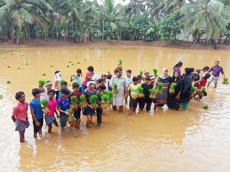 പ്രമാണം:48253 ഞാറു നടീൽ.jpeg