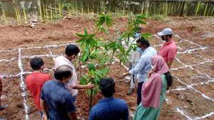 48554 miyavaakki3.jpeg