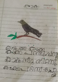 അമേയ റോസ് , 1 C