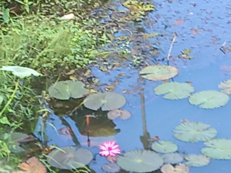 പ്രമാണം:28521 flower.jpg