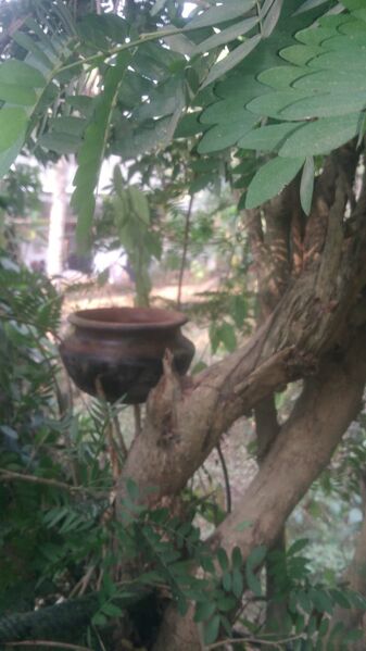 പ്രമാണം:47089 parava7.jpeg