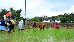 15019 kambalanatti4.JPG