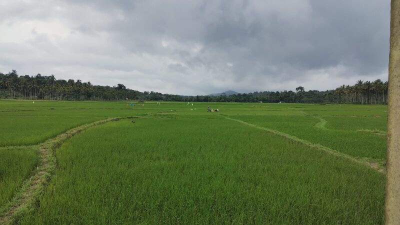 പ്രമാണം:19872 FIELD.jpg