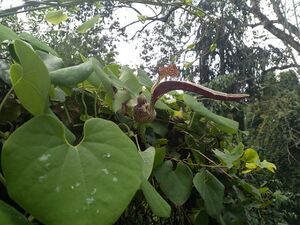 WhatsApp Image 2018-11-15 at 9.03.12 PM(1).jpeg