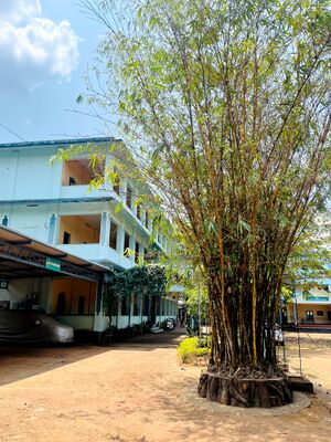 18103 thanal maram.jpg