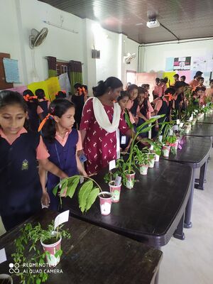 34035 ALP Medicinal plant.jpg