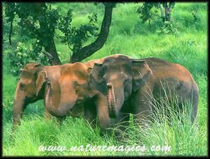 Indian-elephants-kerala.jpg
