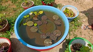 School pond.jpeg.jpeg