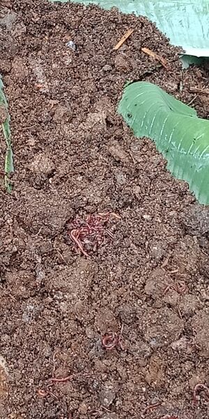 പ്രമാണം:44050 eco 18.jpeg