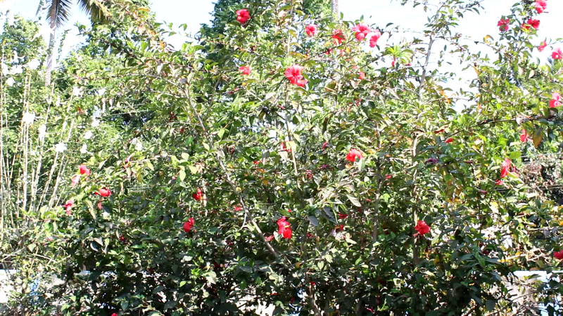 പ്രമാണം:Screenshot from 2022-01-28 15-06-13.png