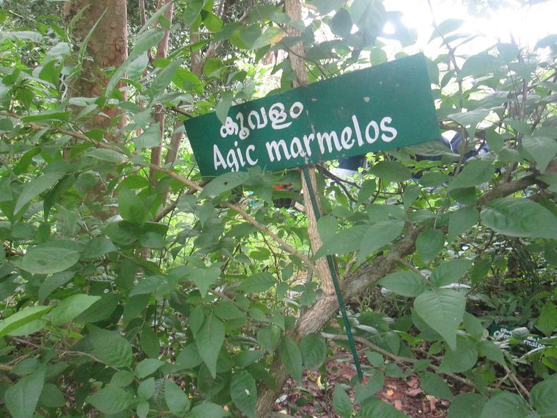 പ്രമാണം:24071 ECO8.JPG