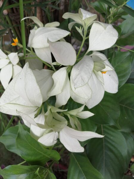 പ്രമാണം:42021 garden2.jpg