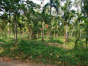 48501 Arecanut Field.jpg