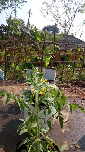 School vegetable garden P4.jpeg