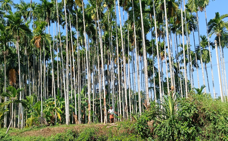 പ്രമാണം:11028-ente gramam.png