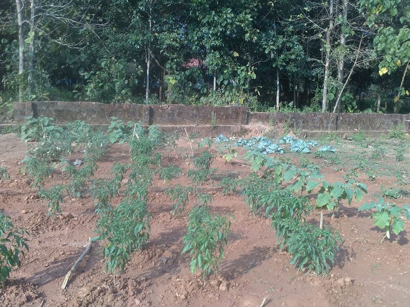 പ്രമാണം:13121 karshikam 6.jpg