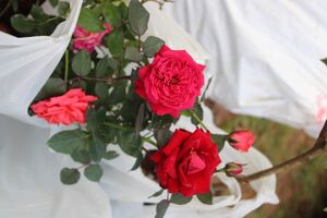 38004-rose plant.JPG