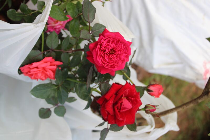 പ്രമാണം:38004-rose plant.JPG