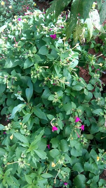 പ്രമാണം:44050 590.jpg