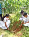 പരിസ്ഥിതി ദിനം : JRC STUDENTS