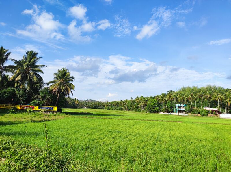 പ്രമാണം:Paddy field in pananchery.jpeg