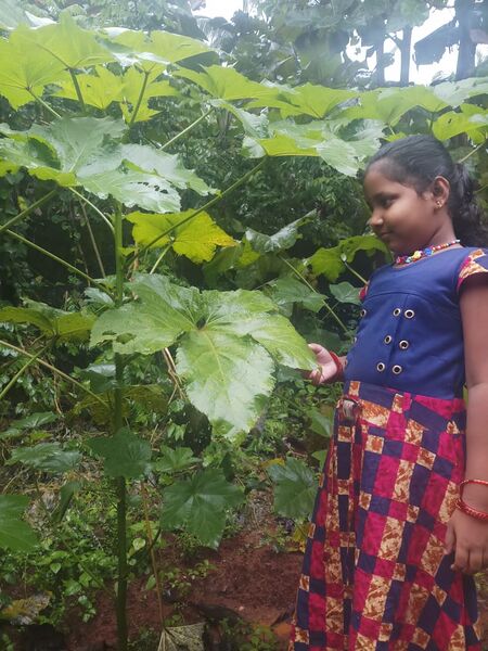 പ്രമാണം:20233 veettil oru thottam.jpg