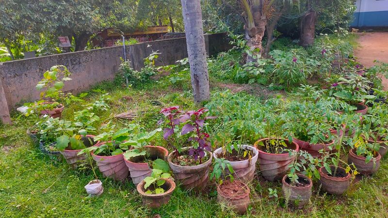 പ്രമാണം:Ylm Vegetable garden 2.jpg