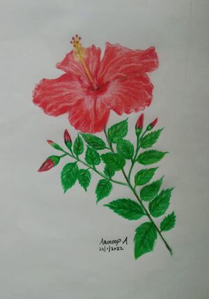 44055 1anuroopa 7aa.jpeg