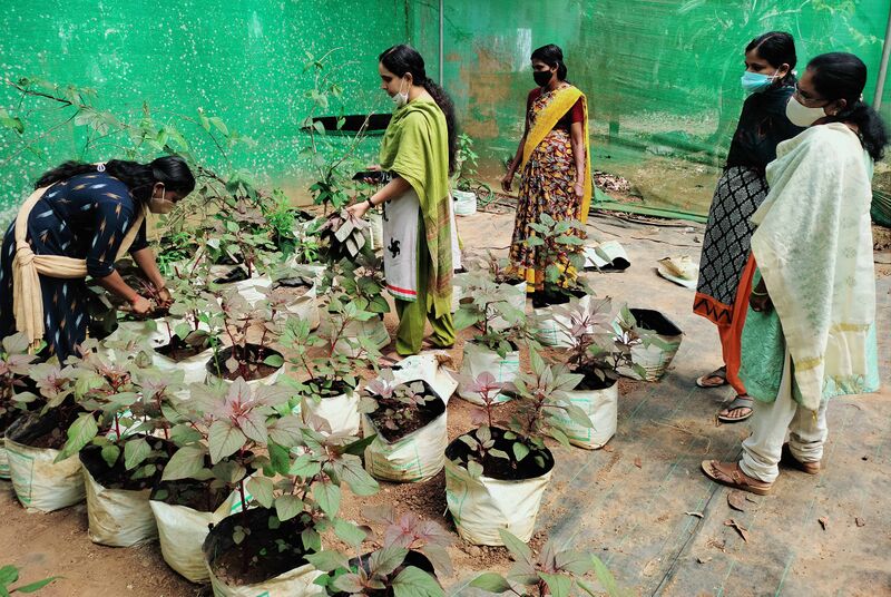 പ്രമാണം:48479 cheera 1.jpg