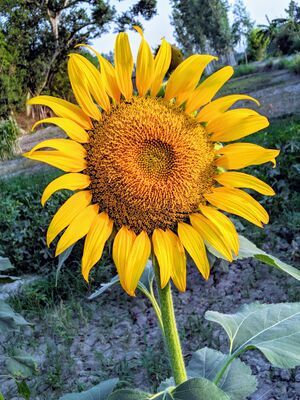 BeautifulSunflower-wikimedia commons.jpeg