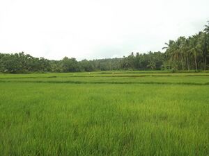 12060 2018 0013.resized.JPG