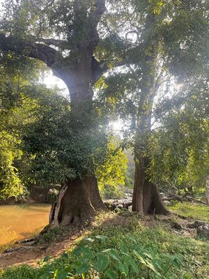 15433 sayamees tree.jpeg