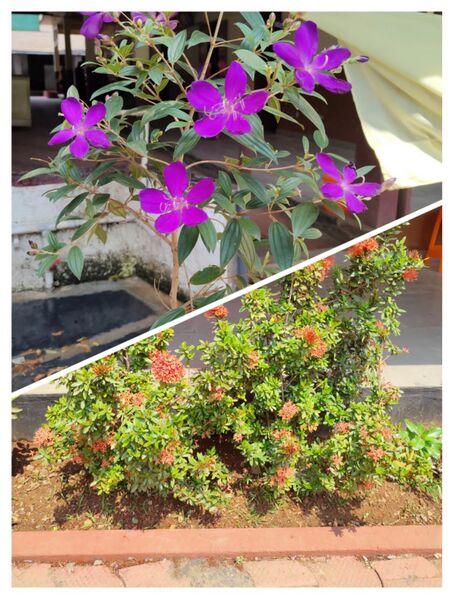 പ്രമാണം:22212 CNN √.jpg