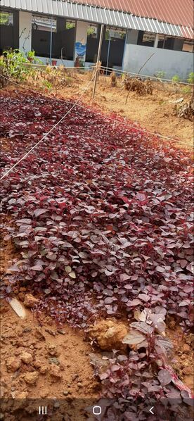 പ്രമാണം:25095 E3.jpeg