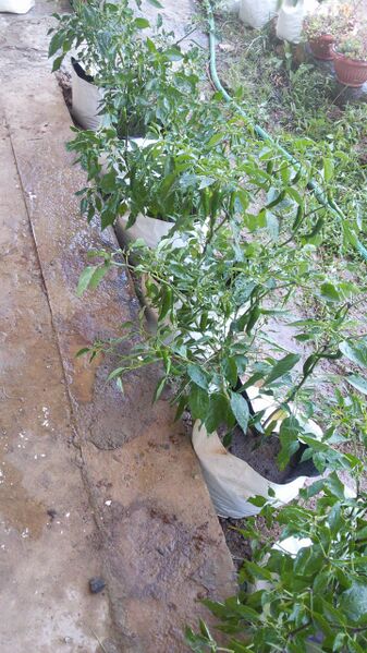 പ്രമാണം:30014 VEGETABLE2.jpg