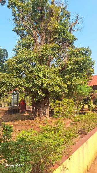 പ്രമാണം:11007 NS3.jpeg