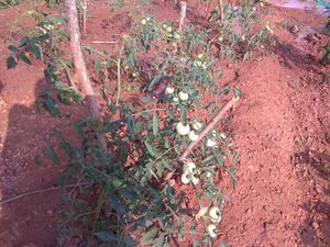 13121 karshika club 6.jpg