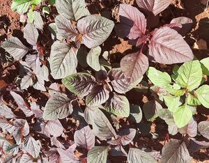 16227-vegetable garden.jpeg