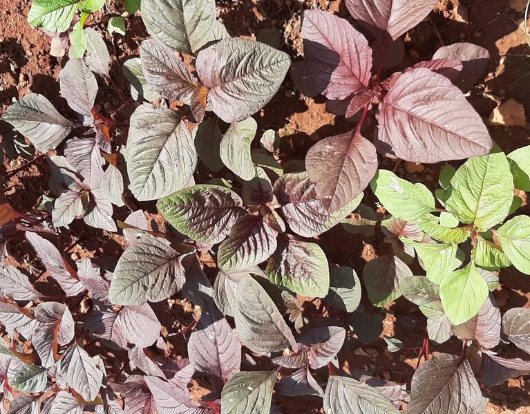 പ്രമാണം:16227-vegetable garden.jpeg