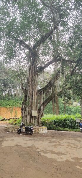 പ്രമാണം:32370 Tree was planted in 1947.jpg