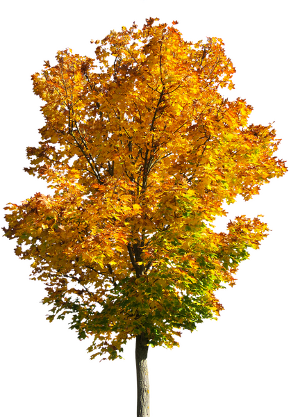 പ്രമാണം:PngItem 1344737.png